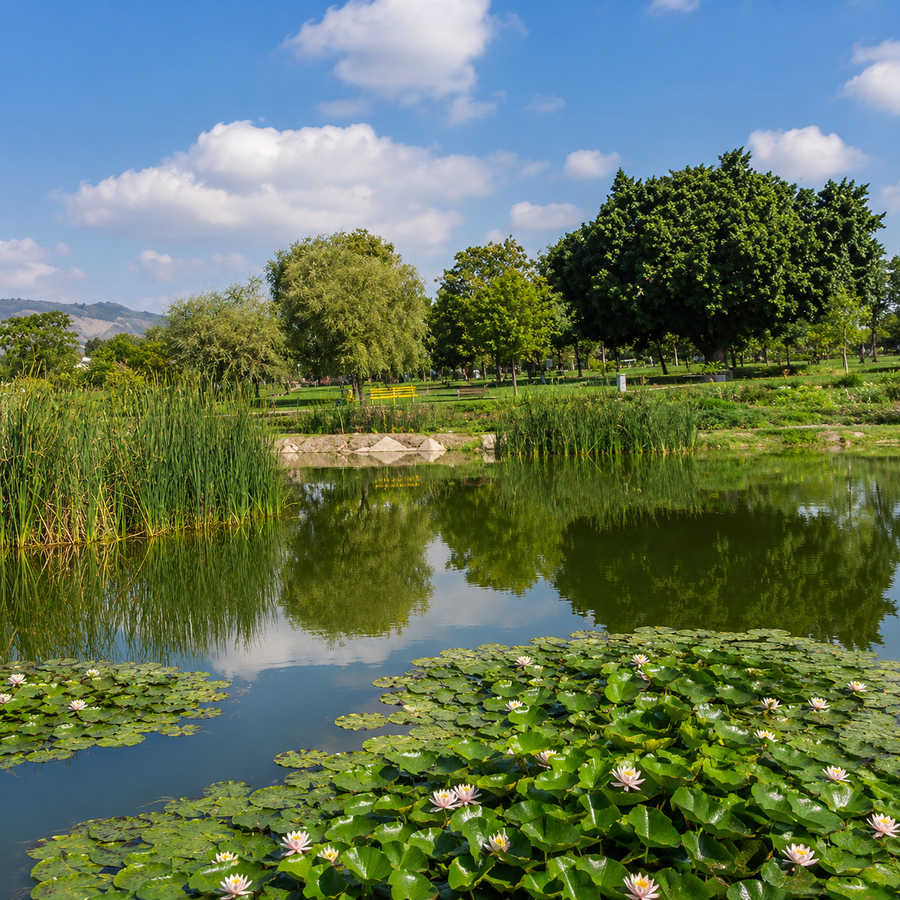 Áreas verdes del parque